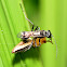 Spider killer wasp