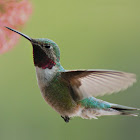 Broad-Tailed Hummingbird