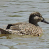 Blue-winged Teal Duck (female)