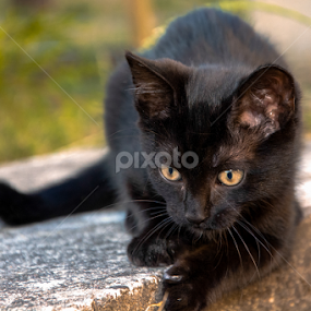 Charlie II by Stankowski Daniel - Animals - Cats Kittens