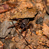 Australian Trapdoor Spider