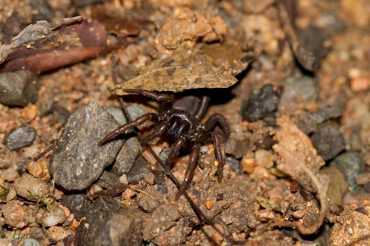 Australian Trapdoor Spider Project Noah