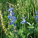 Bluebonnet