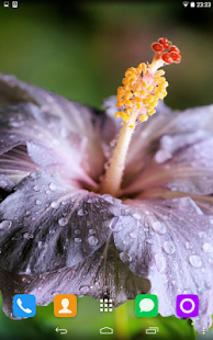 How to download Hibiscus Live Wallpaper 1.1.1 apk for android
