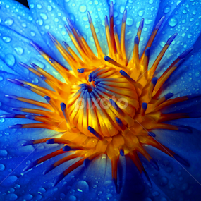 waterlily central by Asif Bora - Flowers Single Flower