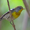 northern parula