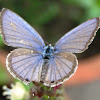Gram Blue Butterfly