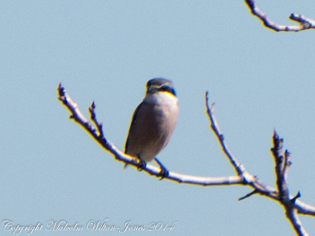 Southern Grey Shrike