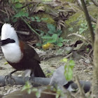 White-crested Laughingthrush