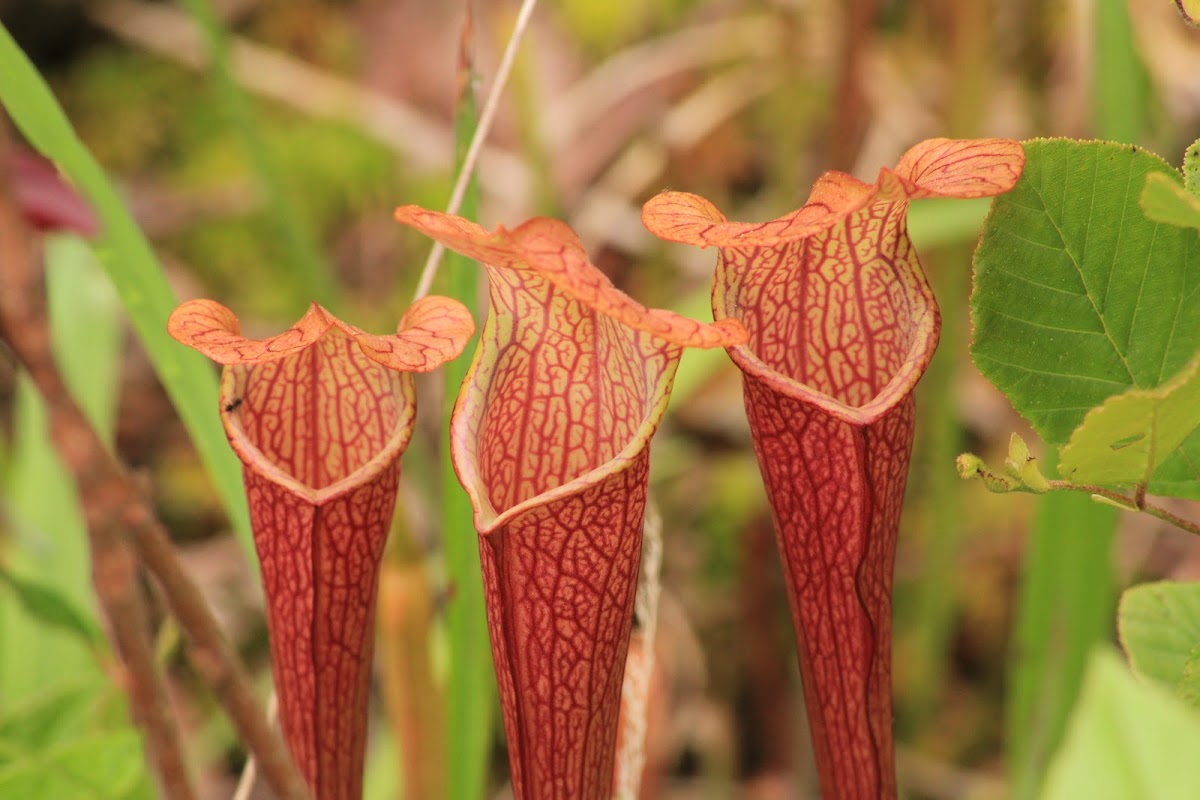 Mountain Sweet Pitcher Plant