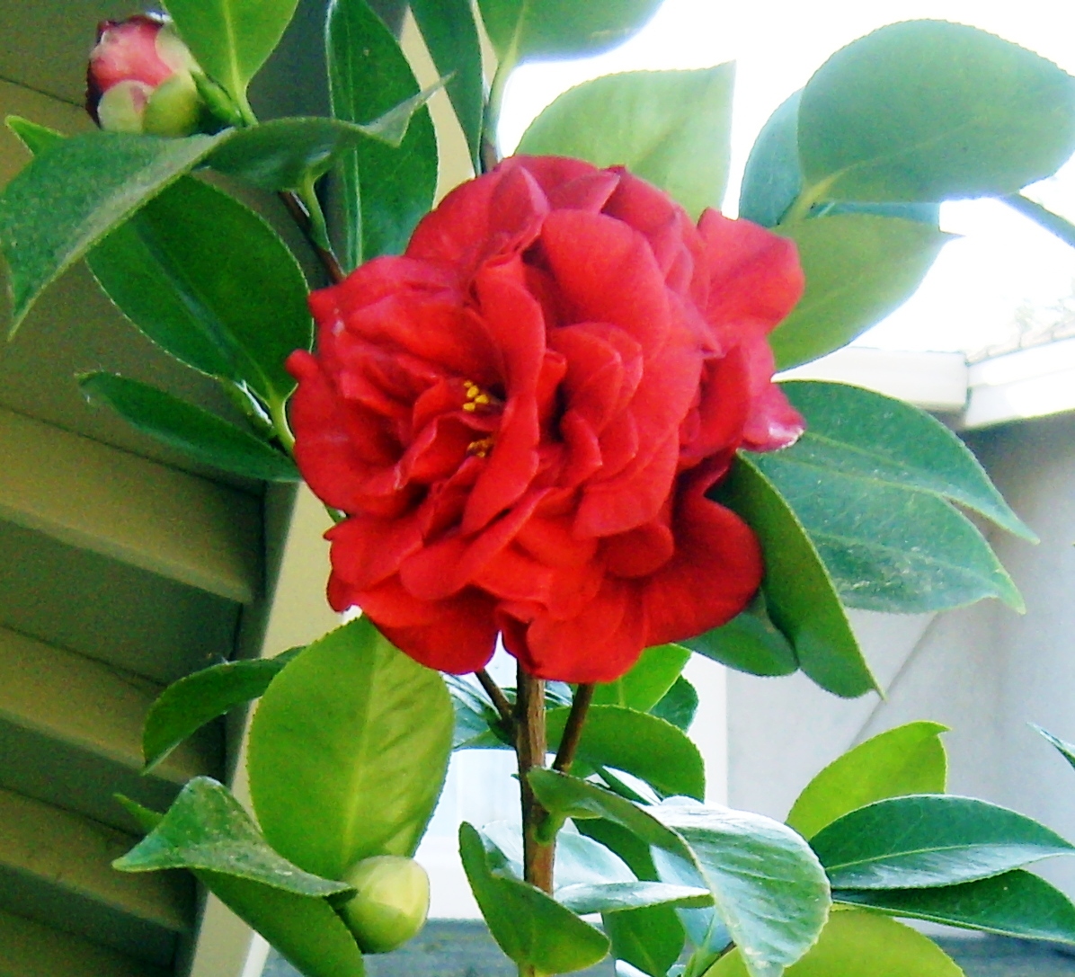 Camellia 'Rosehill Red'.