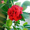 Camellia 'Rosehill Red'.