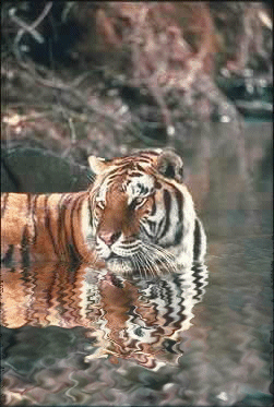 Gif de tigre