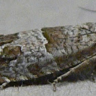 Constricted Sonia Moth