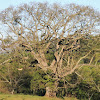 Brazil Kapok/Silk Floss Tree