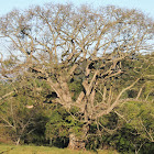 Brazil Kapok/Silk Floss Tree