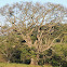 Brazil Kapok/Silk Floss Tree