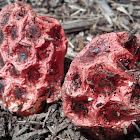 Latticed Stinkhorn