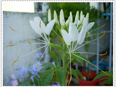 部屋 花 294689-部屋 花 効果