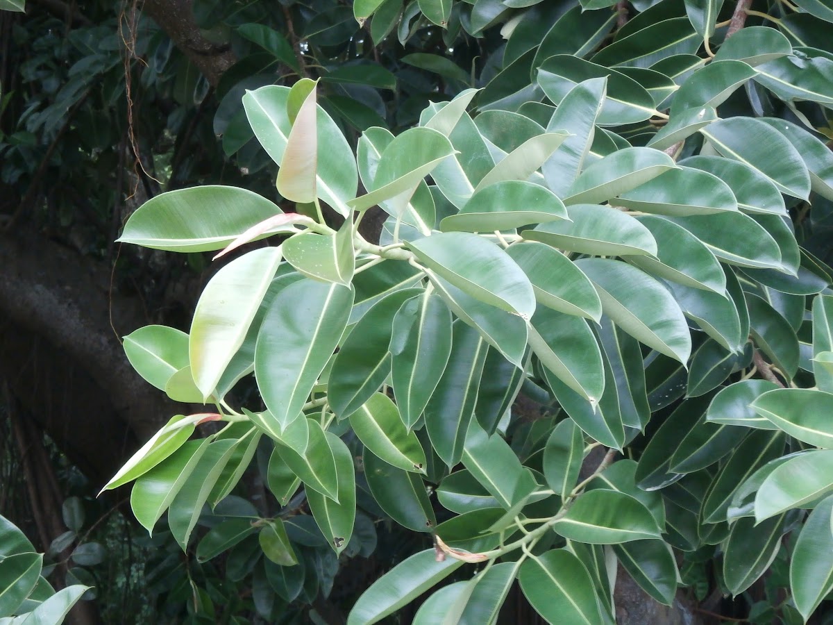Indian Rubber Fig