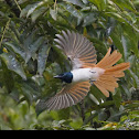 Asian Paradise Flycatcher (female)