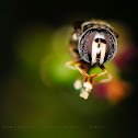  Hoverfly 