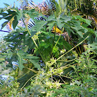 Papaya Tree (Male)