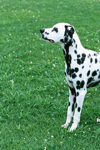 Dalmatian Puzzle