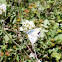 Blue Argus male butterfly