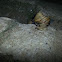 Burgundy snail, Roman snail