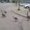 Baby Canadian Geese
