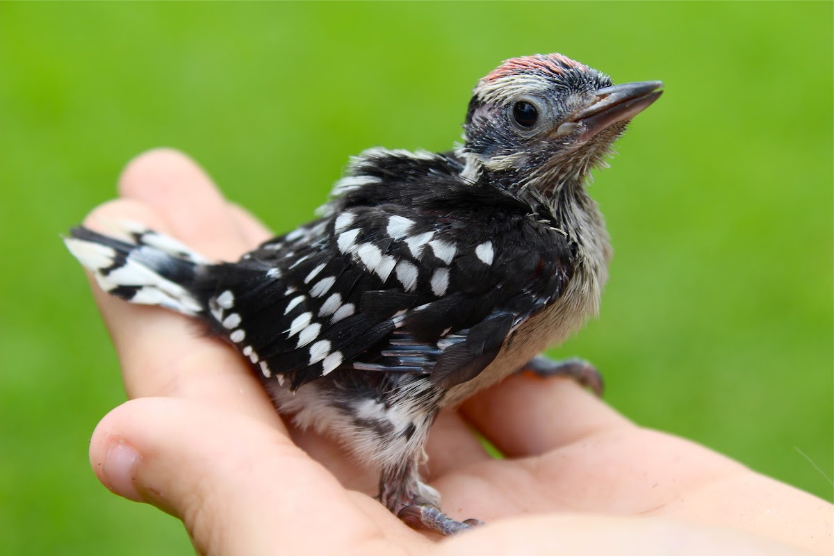 downy woodpecker fledgling