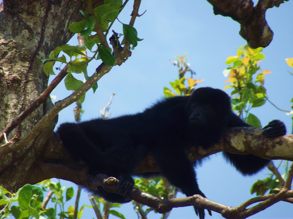 Black Howler Monkey | Project Noah