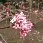 Fragrant early spring viburnum