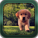 Pets - Dog mobile app icon