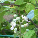 Blue Spot Hairstreak & Holy Blue