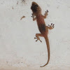 little Moorish wall gecko