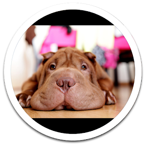 Dog Live Wallpaper.apk 1.02