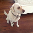 White lab