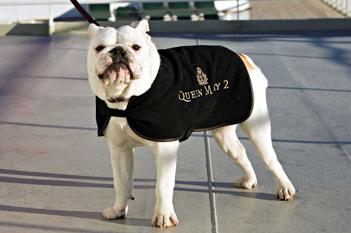 Cunard-Queen-Mary-2-bulldog-on-deck - Can't cruise without your pooch? Queen Mary 2 offers dog owners a kennel program in which your dog is walked and looked after — even if your pet isn't a Winston Churchill lookalike.