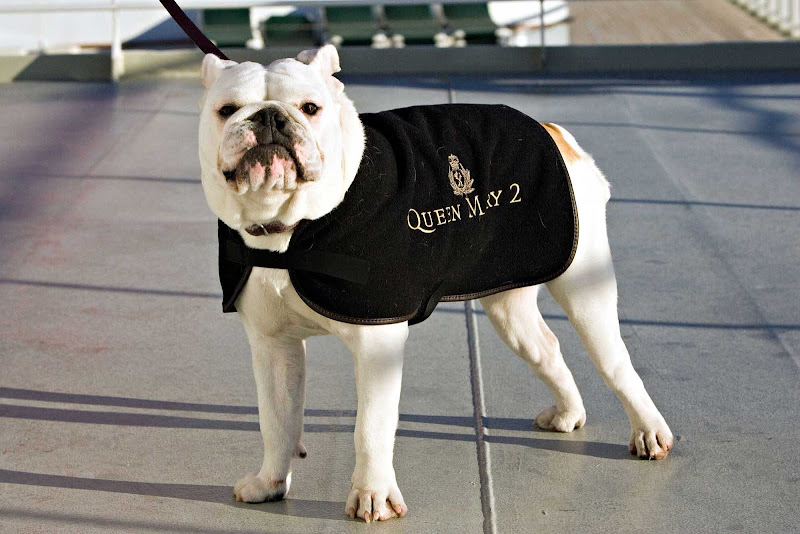 Can't cruise without your pooch? Queen Mary 2 offers dog owners a kennel program in which your dog is walked and looked after — even if your pet isn't a Winston Churchill lookalike.