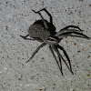 Rabid Wolf Spider and Babies