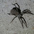 Rabid Wolf Spider and Babies