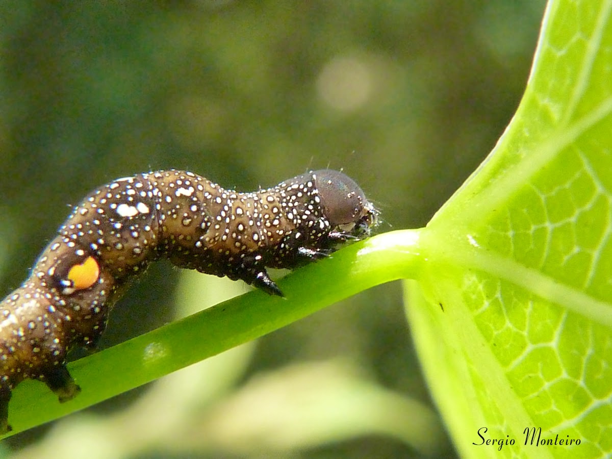 Fruit piercing moth (larva)