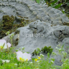 BEAUTY AND THE BEAST by Dick Mott - Animals Reptiles