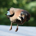 Eurasian Jay