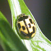 Fourteen-spotted Lady Beetle