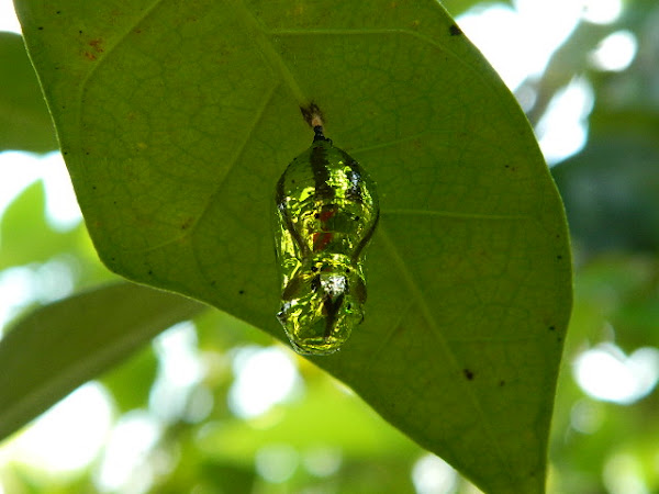 Common Crow (Chrysalis/Pupa) - Vimarsana News