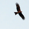 Pariah Kite