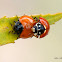 Ladybugs (Mating)